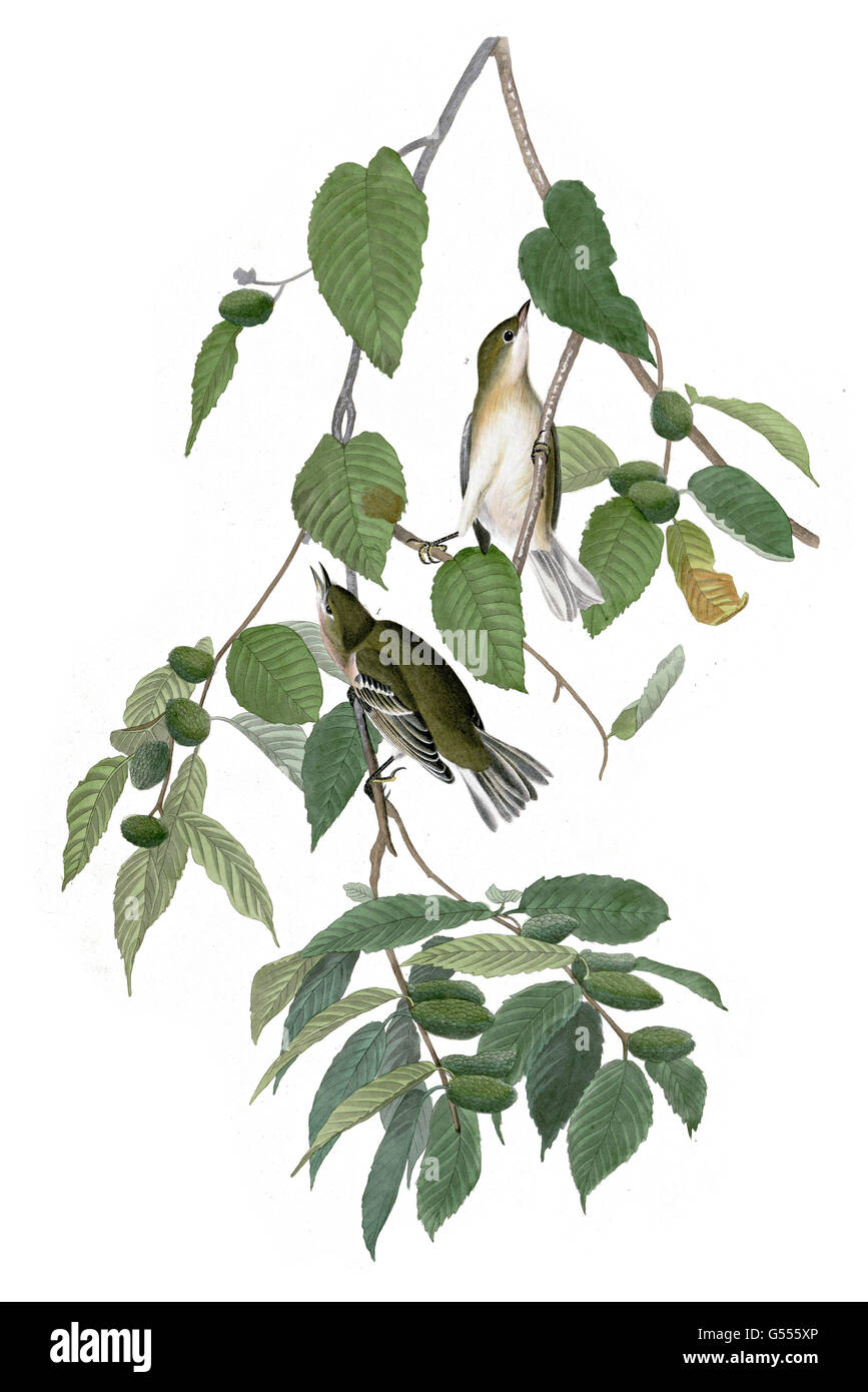 Bay-breasted Warbler, Dendroica castanea, Autumnal Warbler, birds, 1827 - 1838 Stock Photo