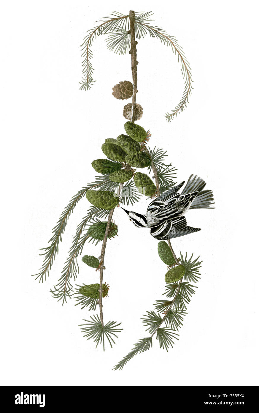 Black-and-white Warbler, Mniotilta varia, Black & White Creeper, birds, 1827 - 1838 Stock Photo
