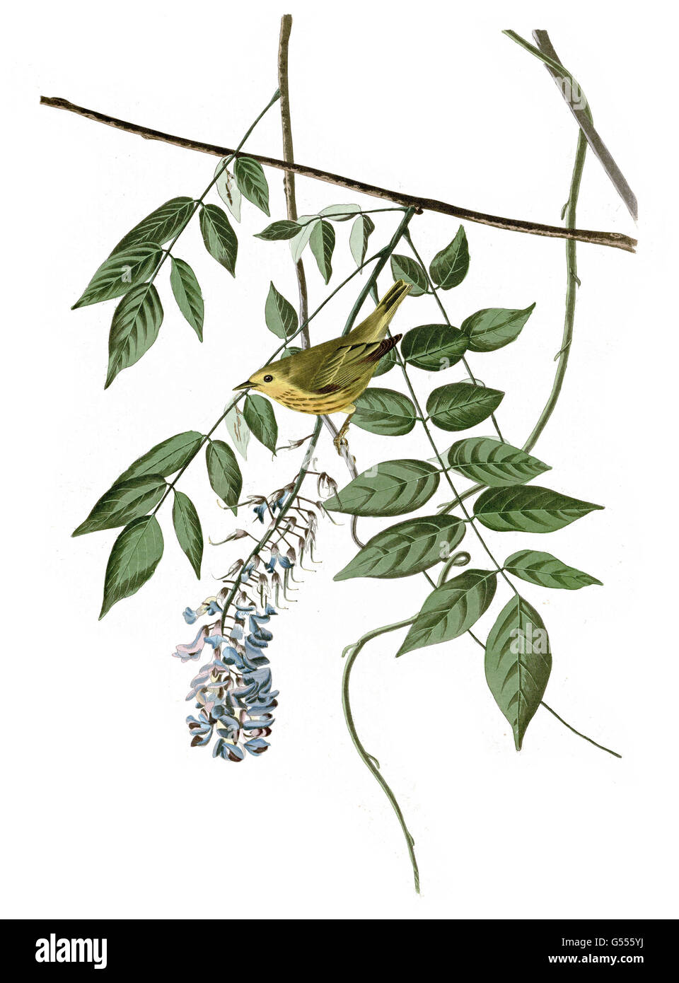 Yellow Warbler, Dendroica petechia, Yellow-poll Warbler, birds, 1827 - 1838 Stock Photo