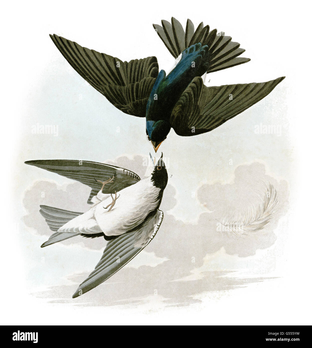 Tree Swallow, Tachycineta bicolor, White-bellied Swallow, birds, 1827 - 1838 Stock Photo