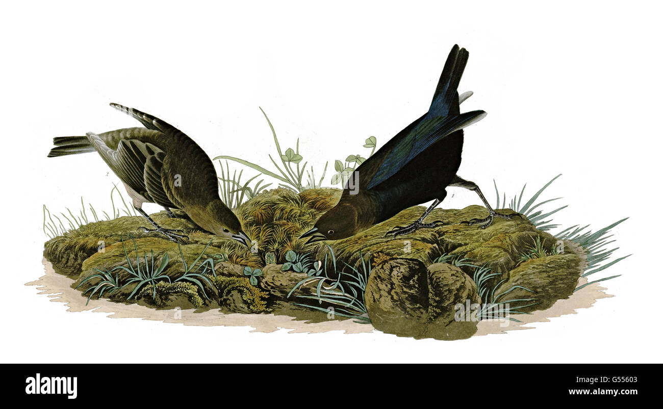 Brown-headed Cowbird, Molothrus ater, Cow-pen Bird, birds, 1827 - 1838 Stock Photo