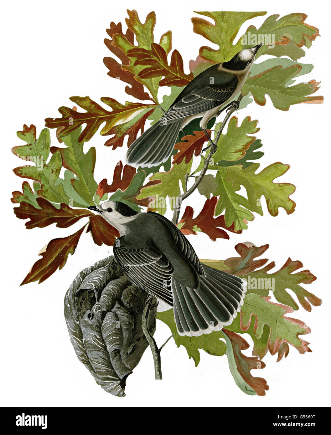 Gray Jay, Perisoreus canadensis, Canada Jay, birds, 1827 - 1838 Stock Photo