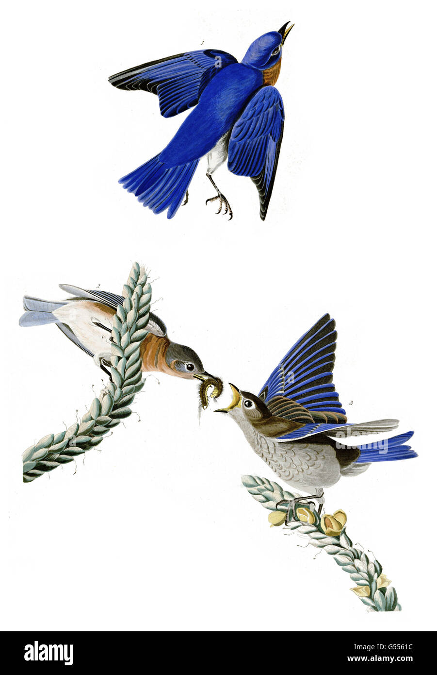 Scientific name sialia sialis hi-res stock photography and images - Alamy