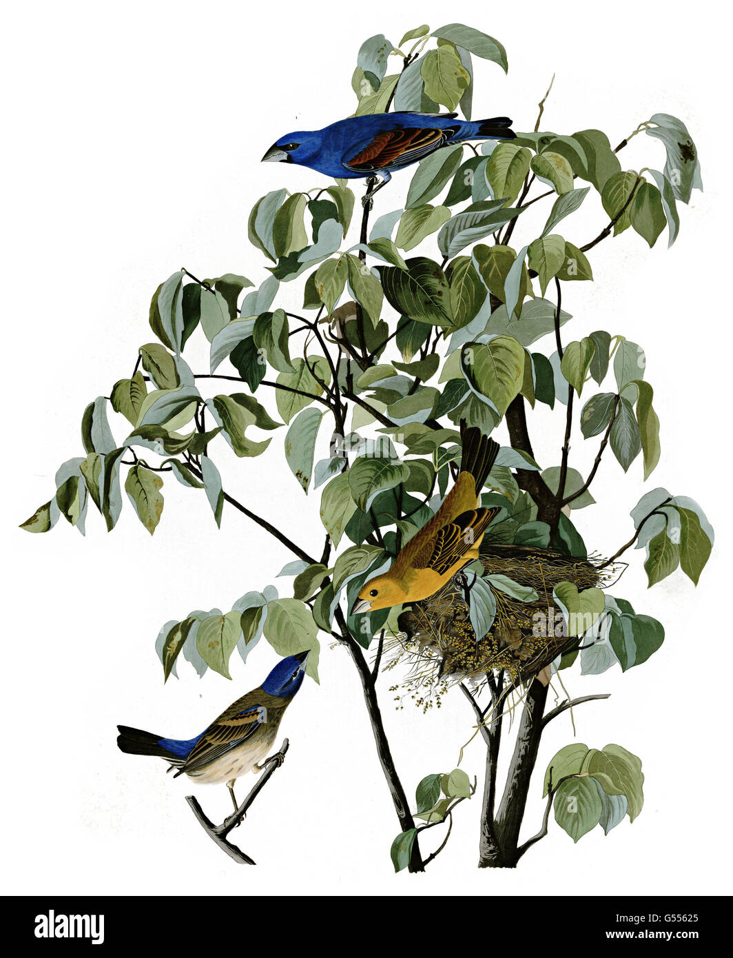 Blue Grosbeak, Guiraca caerulea, birds, 1827 - 1838 Stock Photo