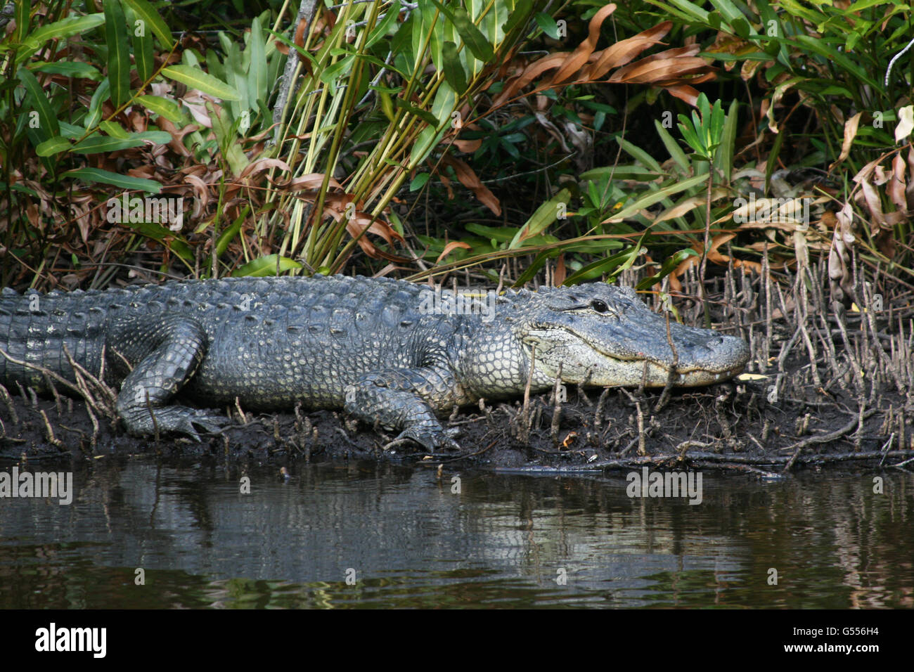 Young American Alligator waits quietly in swamp along riverbank Stock ...