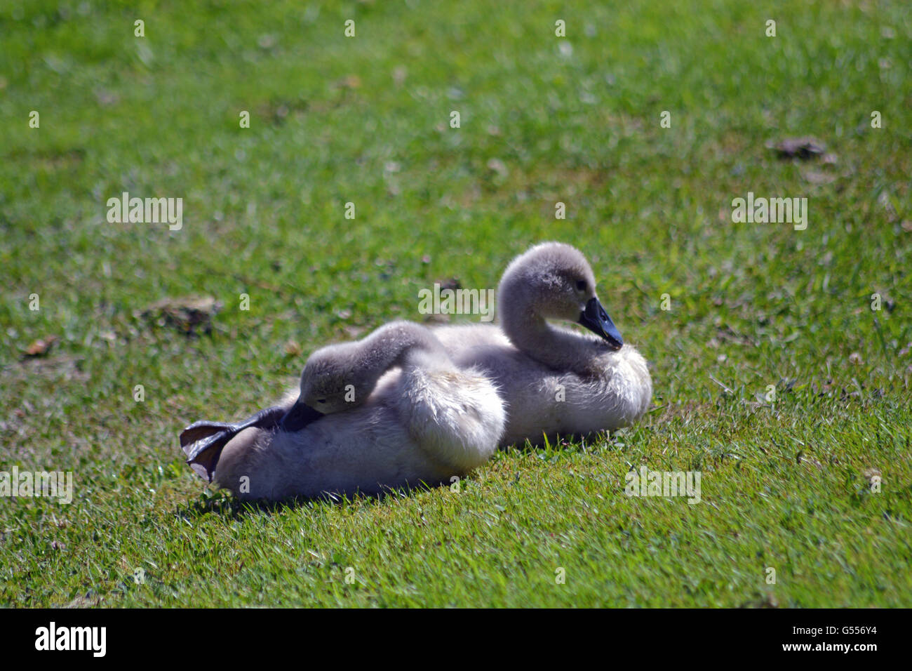 Cygnets enjoying the sunshine Stock Photo