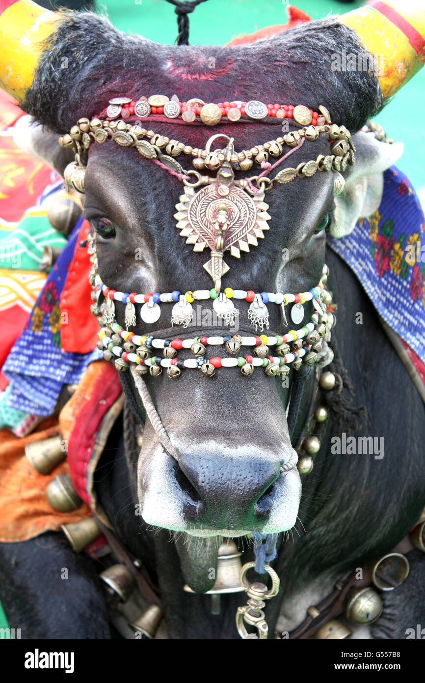 India bull decorated hi-res stock photography and images - Alamy