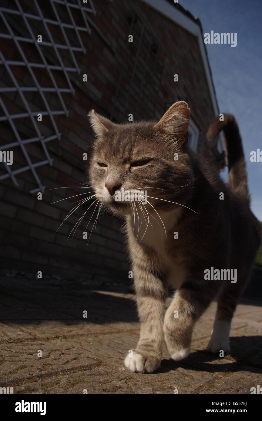 Tabby cat walking on garden path Stock Photo Alamy