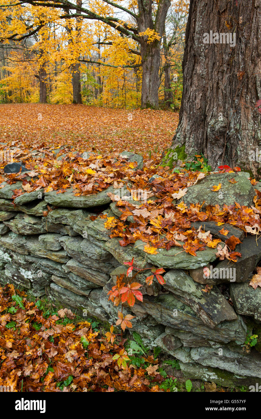 Stone wall new england forest hi-res stock photography and images - Alamy