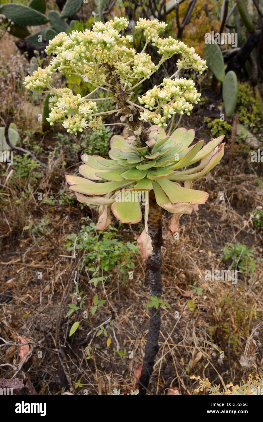 City houseleek / saucer plant (Aeonium urbicum), endemic to Tenerife, flowering on a steep  slope, Anaga Mountains,Tenerife, May Stock Photo