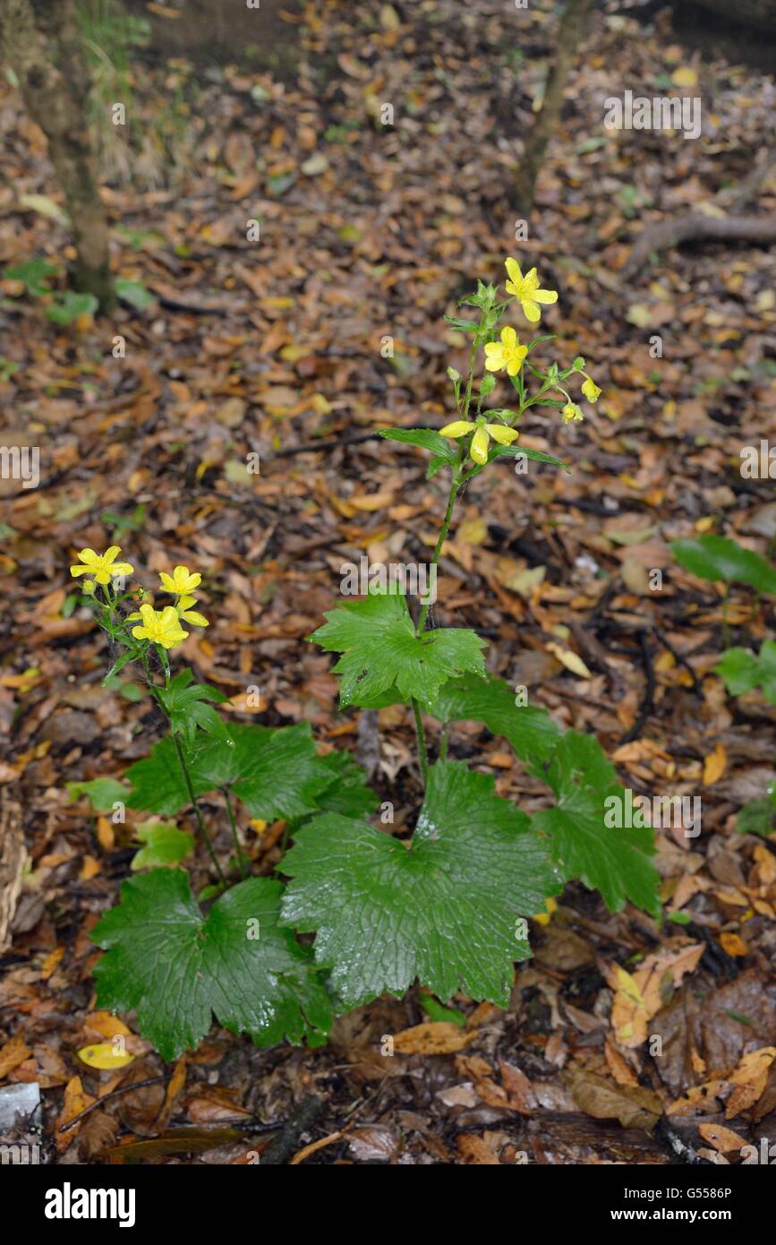 Giant / Canary / Azores Buttercup (Ranunculus cortusifolius), a Canaries /  Azores endemic, flowering in Laurel forest, Tenerife Stock Photo