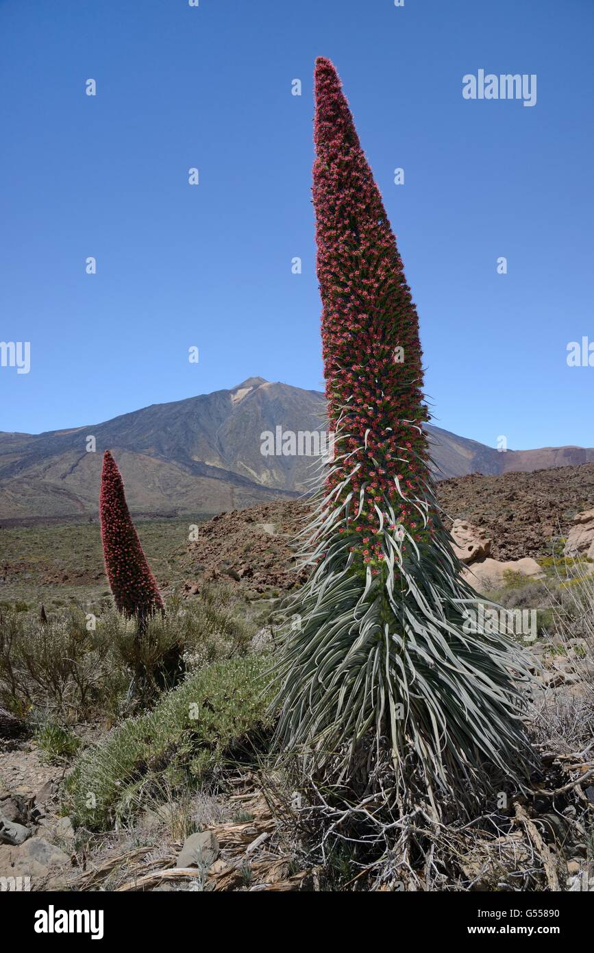 Mount Teide bugloss / Tower of jewels / Red Tajinaste (Echium wildpretii) flowering spikes below Mount Teide, Tenerife. Stock Photo