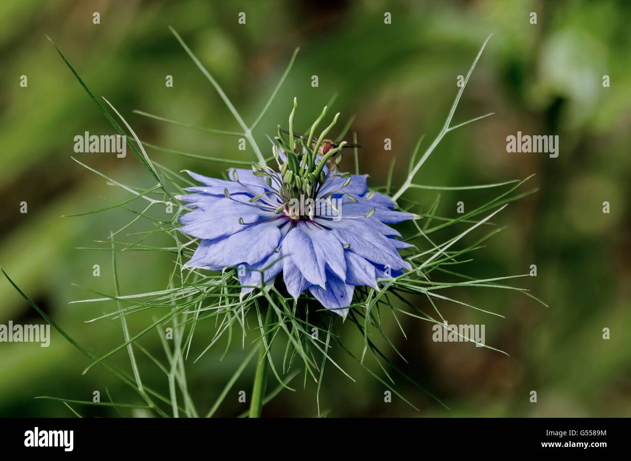 Close-up on a flower of Love-in-a-mist (Nigella damascena), buttercup family (Ranunculaceae),  Zavet, Bulgaria Stock Photo