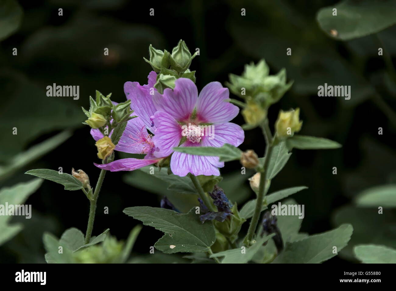 Malva sylvestris is also common mallow, mallow, cheeses, high mallow, and tall mallow, Zavet,  Bulgaria Stock Photo