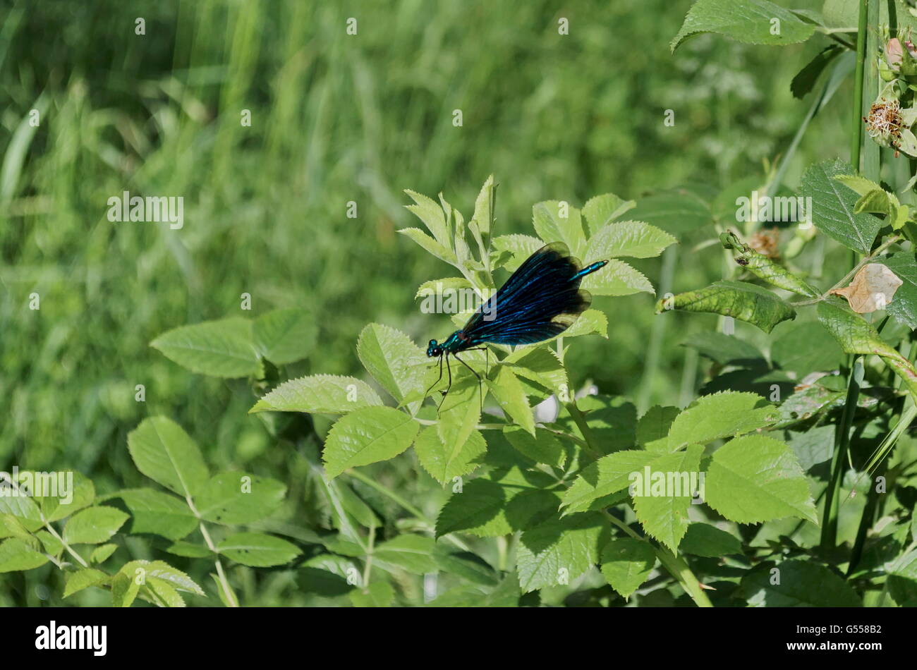 Blue odonata or dragonfly on green leaf, Sofia, Bulgaria Stock Photo