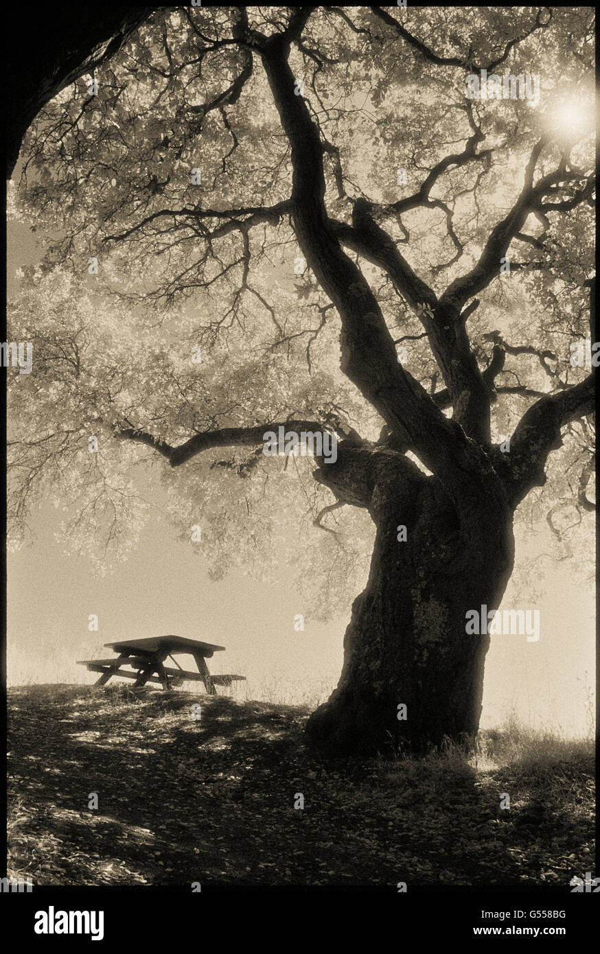 Coast Live Oak (Quercus agrifolia), picnic table, and sun, Sobrante Ridge Regional Preserve, Contra Costa County, CA, USA Stock Photo