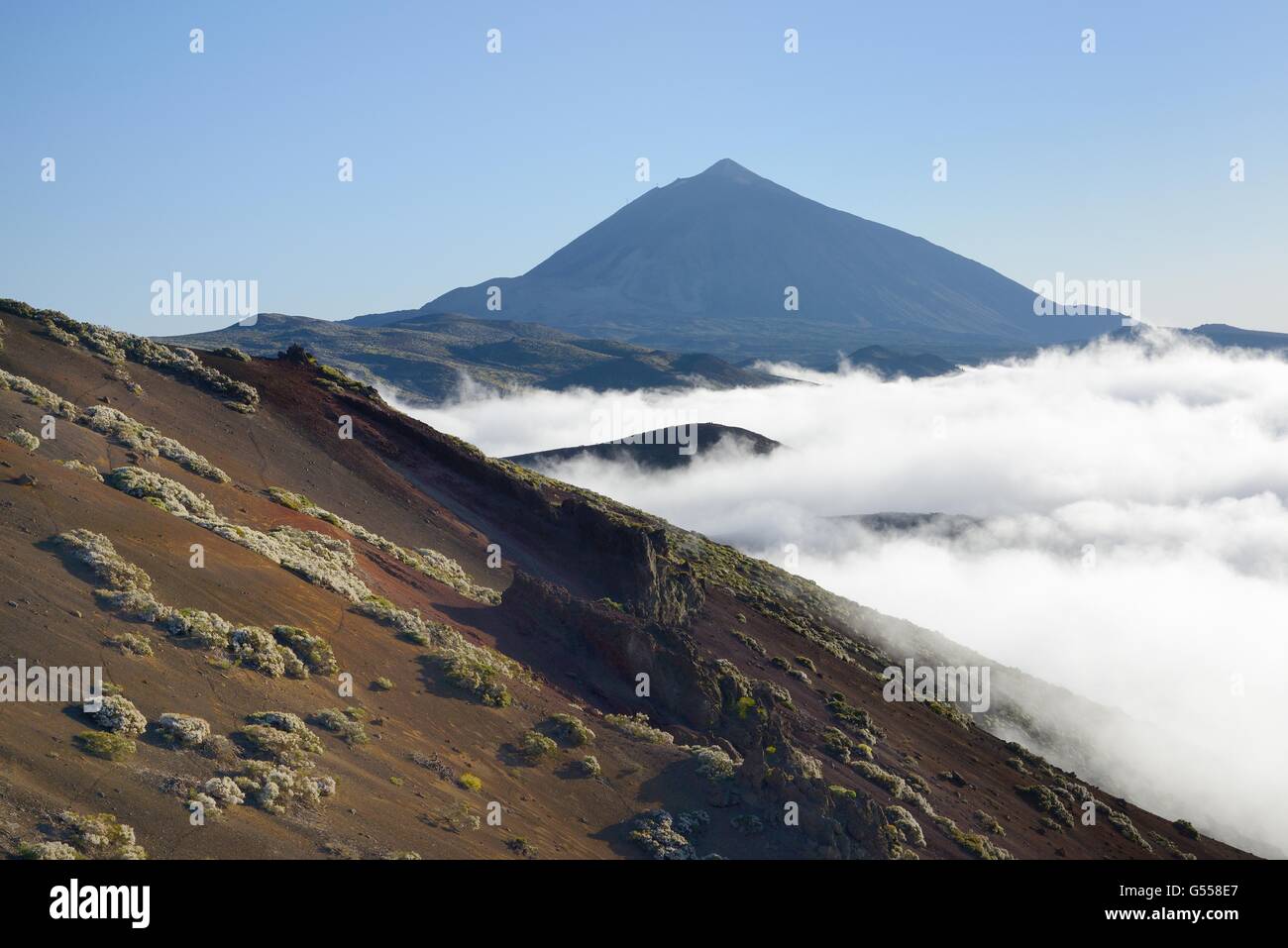 Clumps of Teide white broom (Spartocytisus supranubius) flowering on volcanic slopes of Mount Teide with a sea of cloud rising. Stock Photo