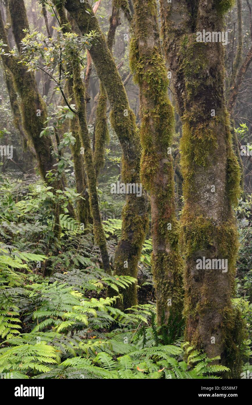 Moss covered trees and dense understory of ferns in montane, cloud-shrouded laurel forest, Anaga Mountains, Tenerife, May. Stock Photo