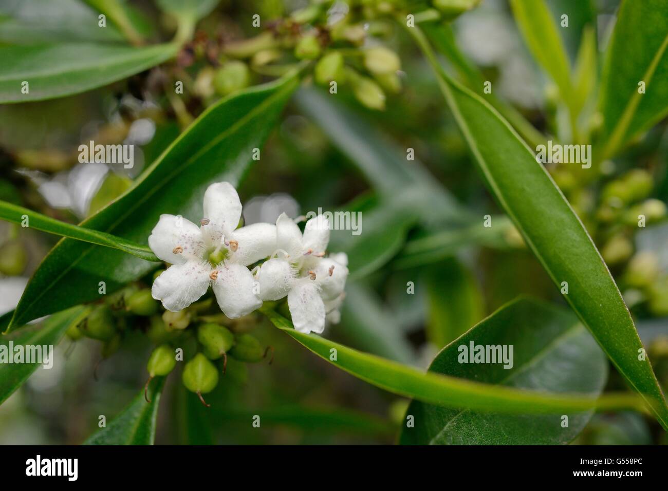 Flowering Waterbush / Pointed Boobialla (Myoporum tenuifolium) a species from Australia and New Caledonia invasive in Tenerife Stock Photo