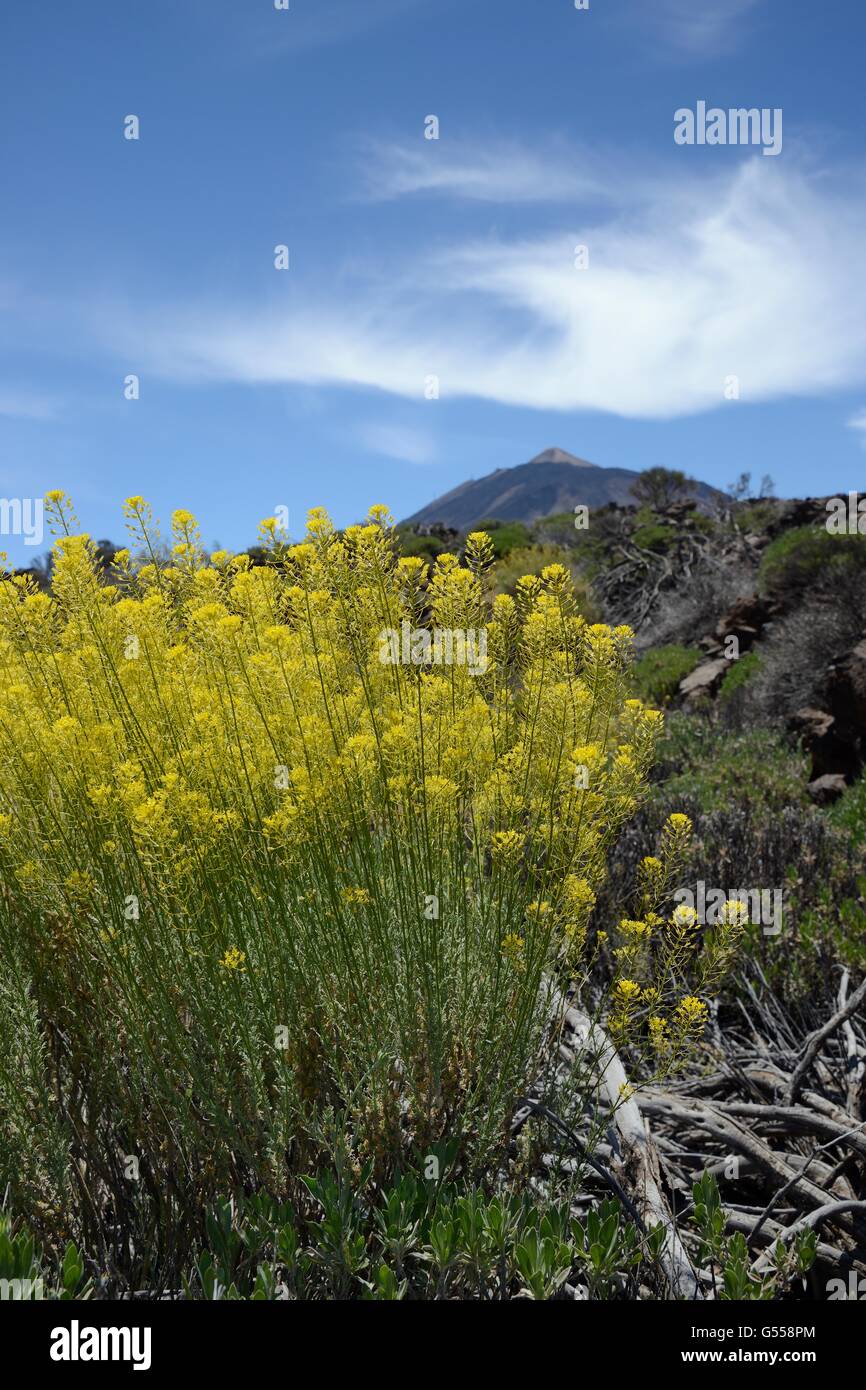 Teide straw (Descourainia bourgaeana), endemic to Tenerife, flowering among old lava flows below Mount Teide. Stock Photo