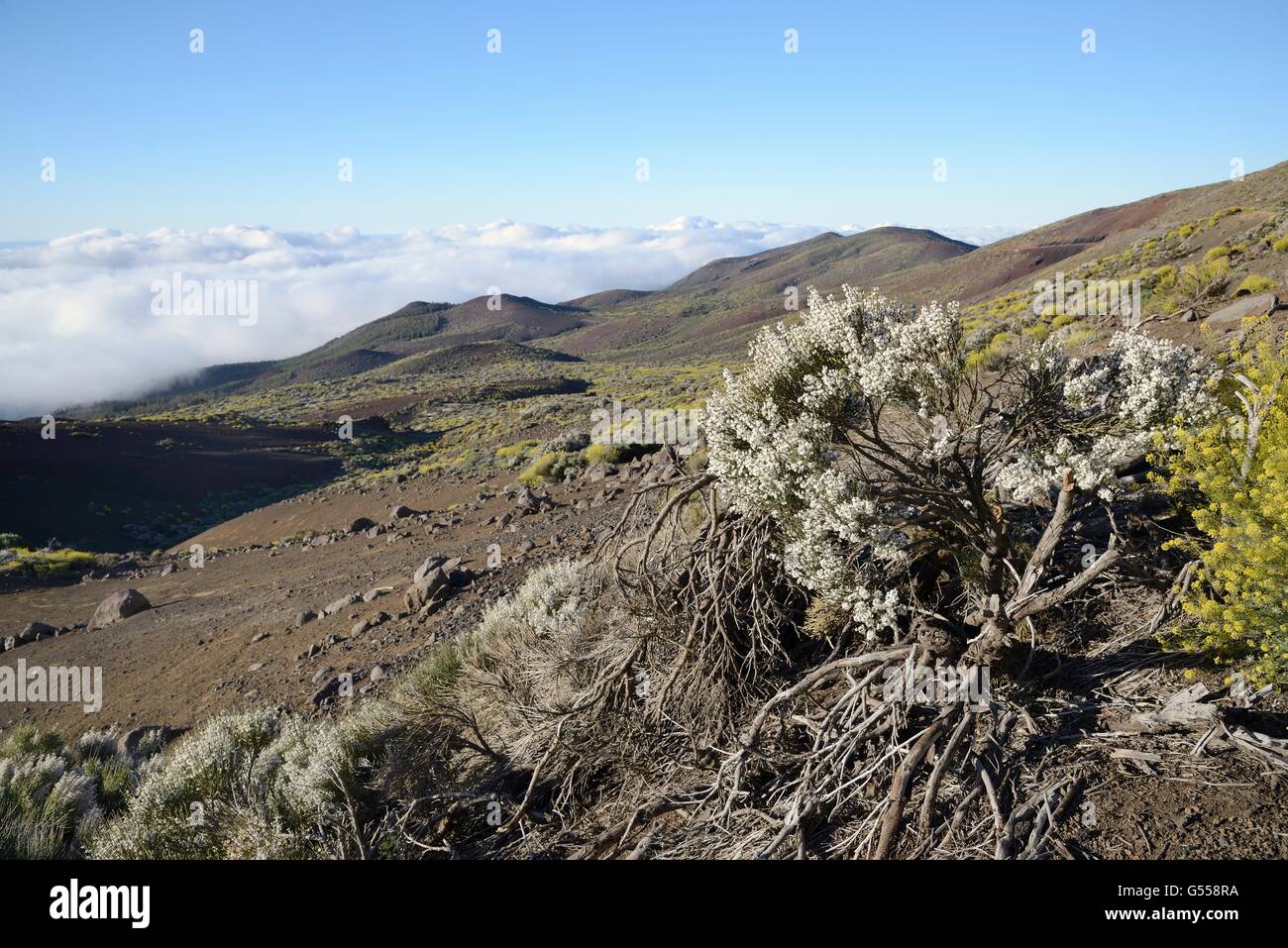 Flowering Teide white broom (Spartocytisus supranubius) and Teide straw (Descourainia bourgaeana), both endemic to Tenerife. Stock Photo