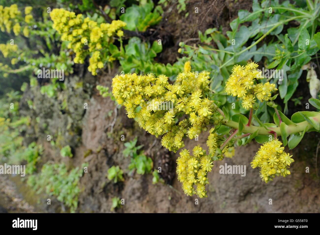 Tree houseleek (Aeonium cuneatum), an endemic species of the Anaga mountians, flowering flowering on a rocky slope, Tenerife. Stock Photo