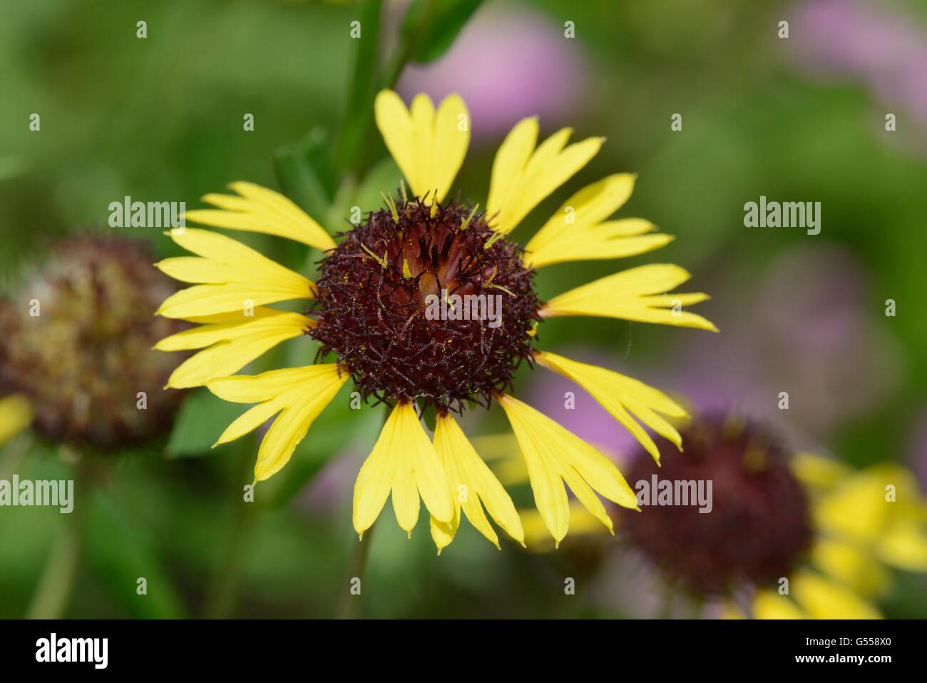 Lanceleaf blanketflower Gaillardia aestivalis Stock Photo Alamy