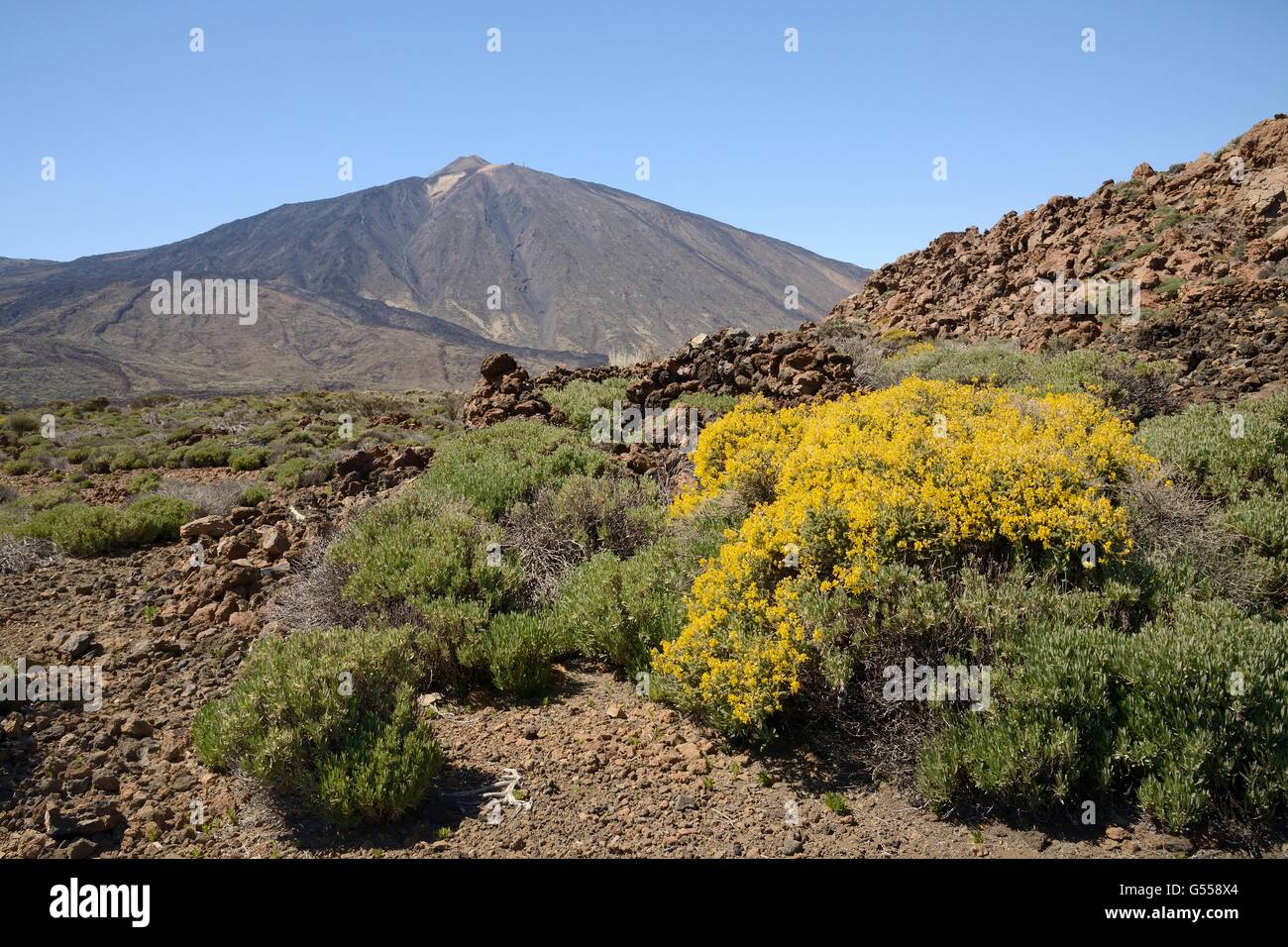 Teide sticky broom (Adenocarpus viscosus) flowering on the slopes of Mount Teide, Teide National Park, Tenerife, May. Stock Photo