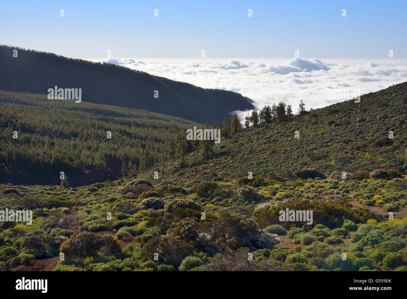 Sea of cloud lapping around the highlands of Tenerife, clothed with dense forests of Canary Island pine and endemic scrub bushes Stock Photo