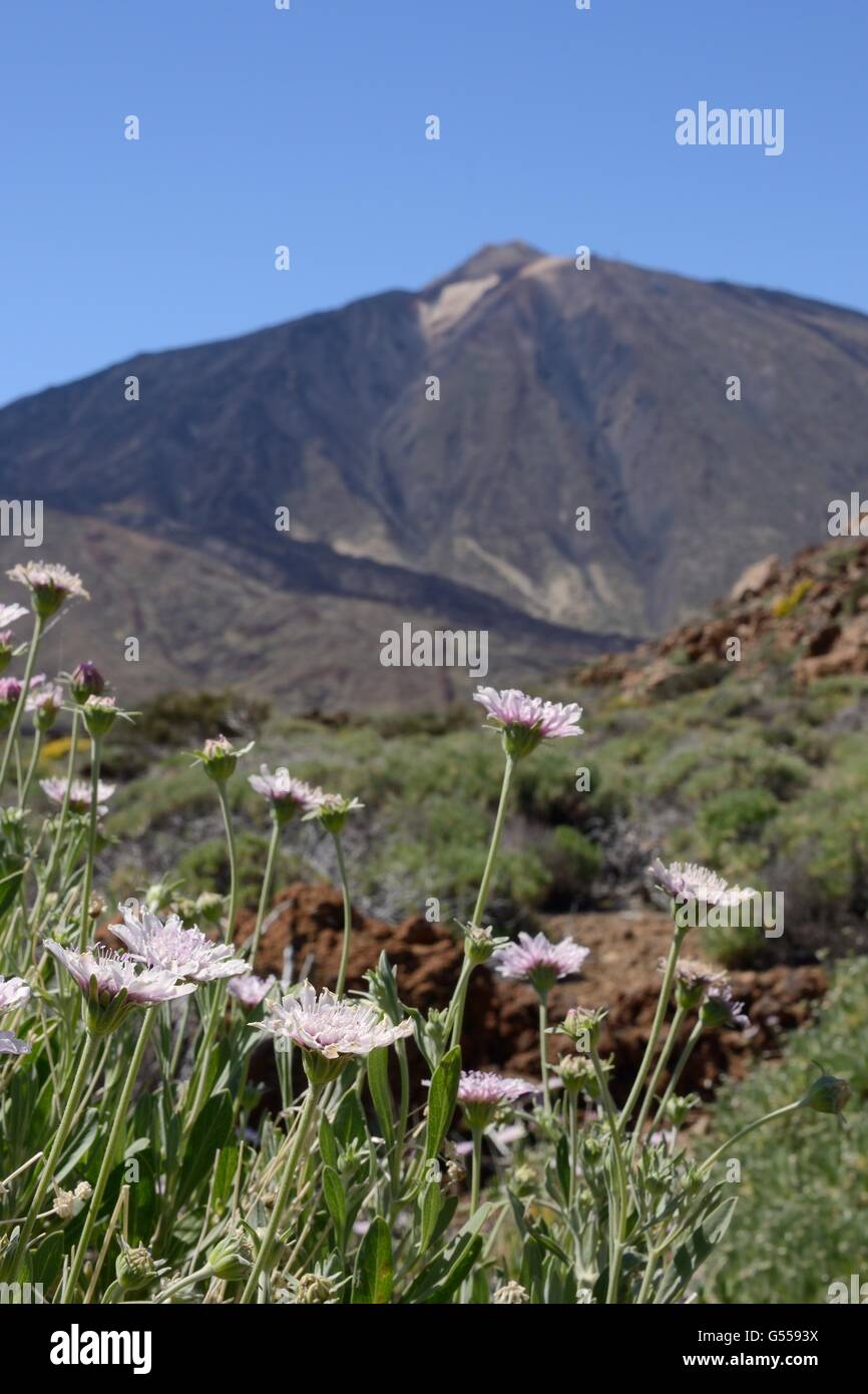 Shrubby scabious (Pterocephalus lasiospermus) flowering on the slopes of Mount Teide, Teide National Park, Tenerife, May. Stock Photo