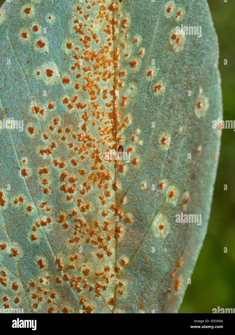 Closeup macro. Uromyces viciae fabae. Rust on broad bean - gardening problem. Stock Photo