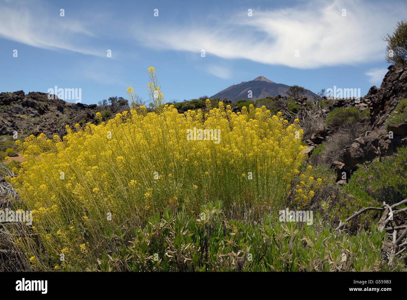 Teide straw (Descourainia bourgaeana), endemic to Tenerife, flowering among old lava flows with their origin, Tenerife. Stock Photo