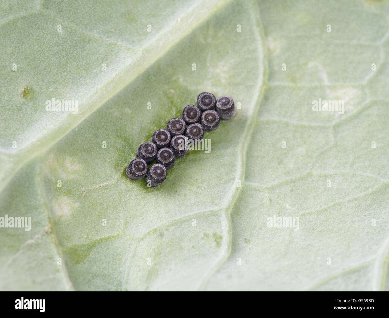 Stink bug eggs hi res stock photography and images alamy