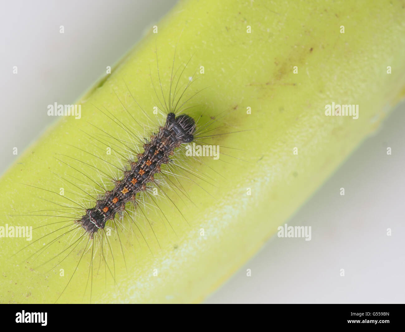 Gypsy moth caterpillar. Lymantria dispar. Tiny insect - this one about ...