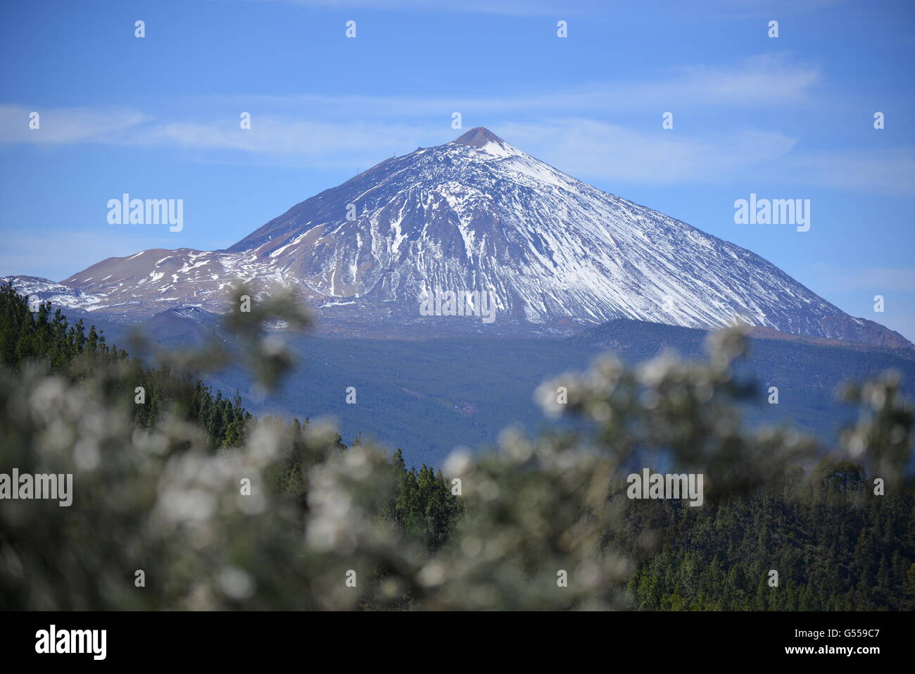 Canary Island pine forest and snow on Mount Teide, Tenerife. Stock Photo