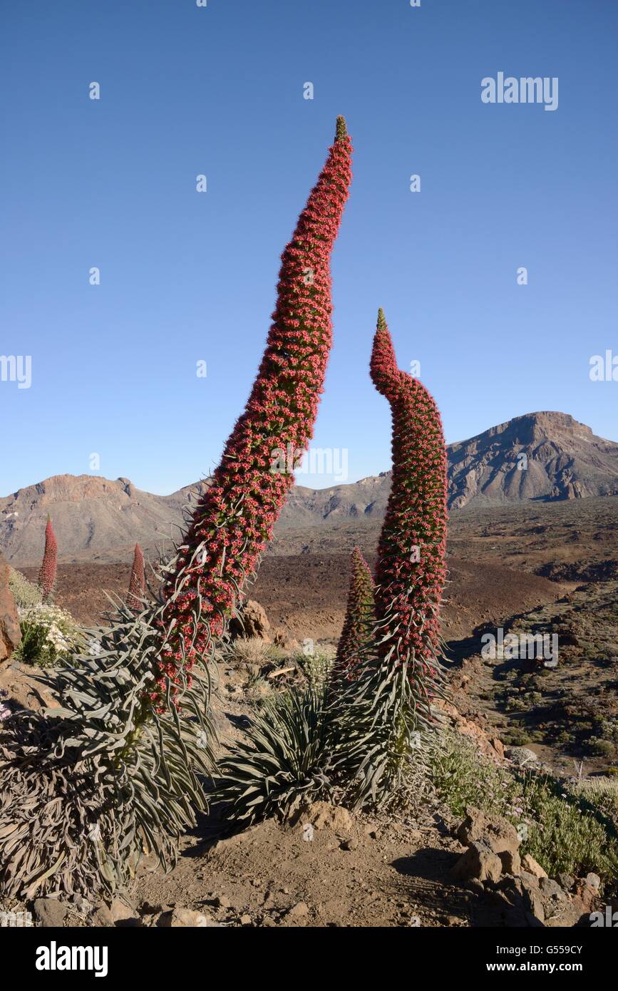 Three metre tall Mount Teide bugloss / Tower of jewels / Red Tajinaste (Echium wildpretii) flowering spikes, Tenerife. Stock Photo