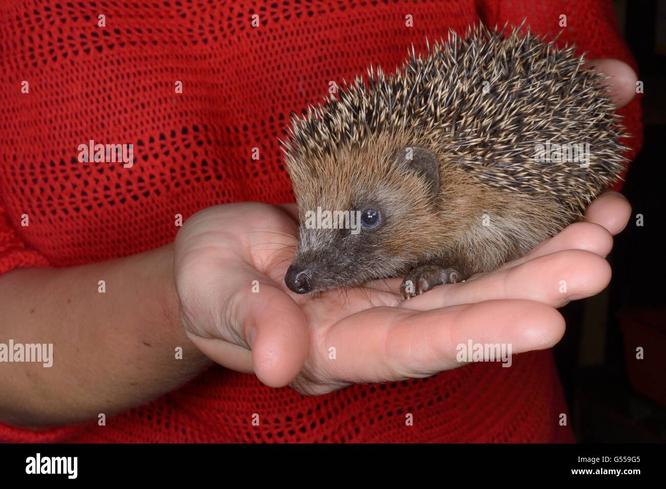 Animal Rescue Centre High Resolution Stock Photography and Images - Alamy