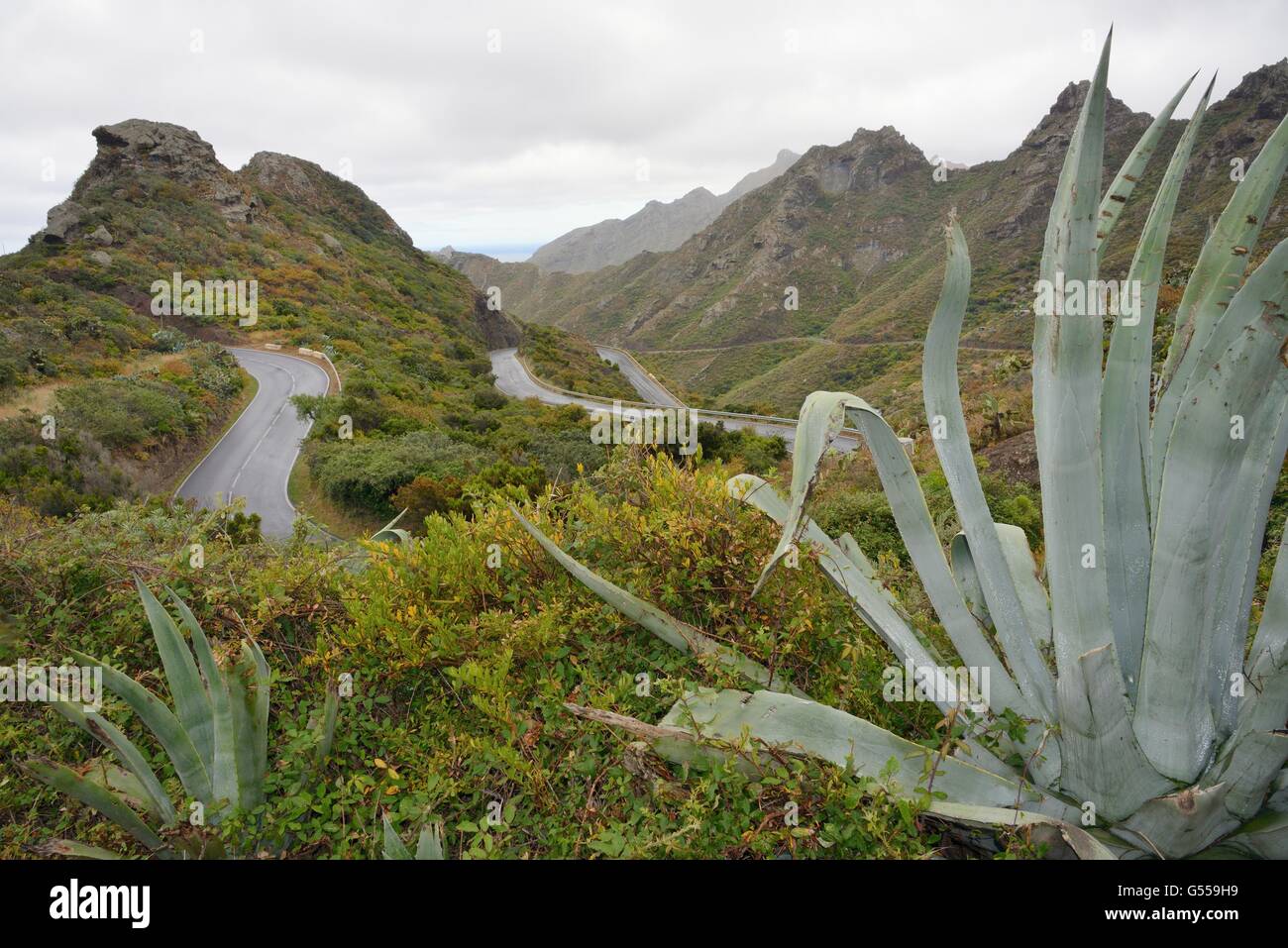 Winding road with hairpin bends in the lush, cloud-shrouded Anaga mountains, flanked with dense vegatation, Tenerife. Stock Photo