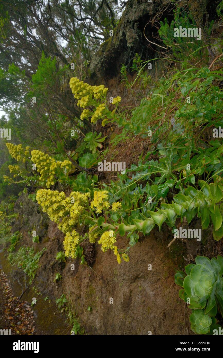 Tree houseleek (Aeonium cuneatum), an endemic species of the Anaga mountians, flowering on a rocky slope in Tenerife Stock Photo