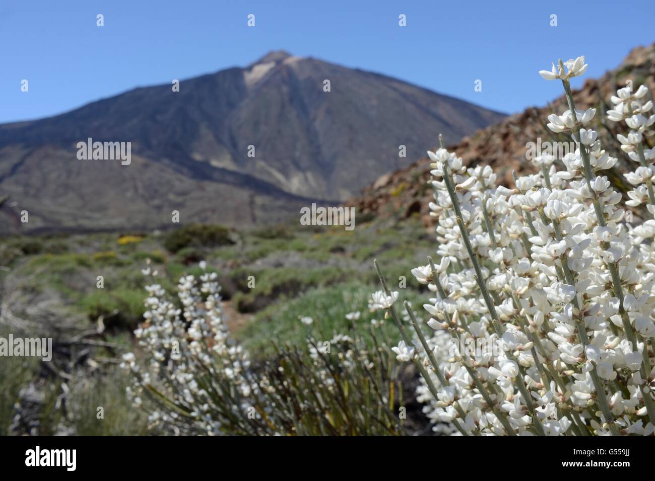 Teide white broom (Spartocytisus supranubius) flowering on the slopes of Mount Teide, Teide National Park, Tenerife, May. Stock Photo