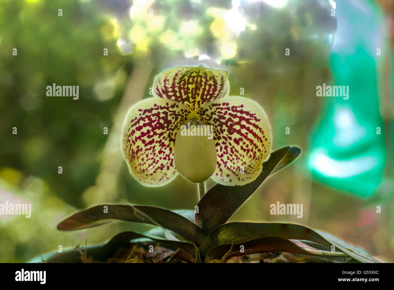 Close up Orchid name 's 'Paphiopedilum godefroyae' Stock Photo