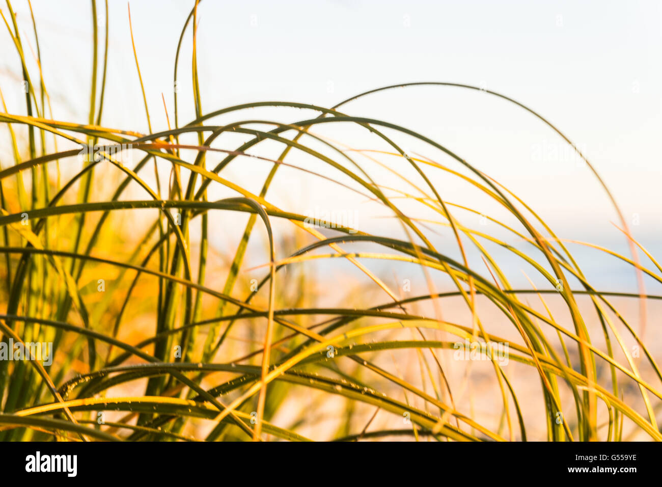 Beach grass abstract defocused Stock Photo Alamy