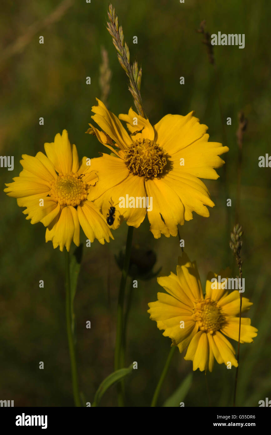 Three sunflower blossoms.  small wasp on middle blossom. Stock Photo
