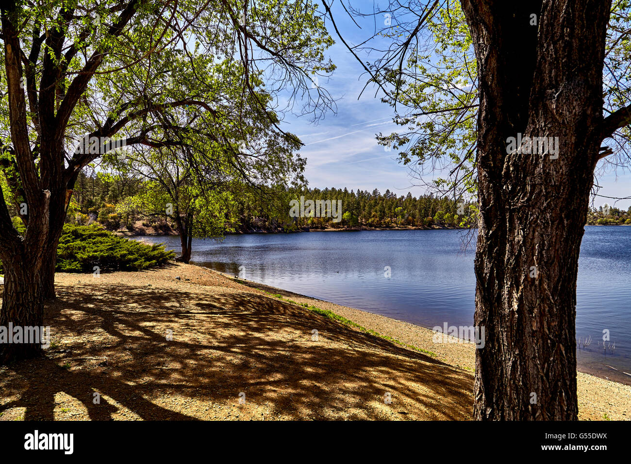 Oak trees by the lake on the shore with pine trees in background Stock ...