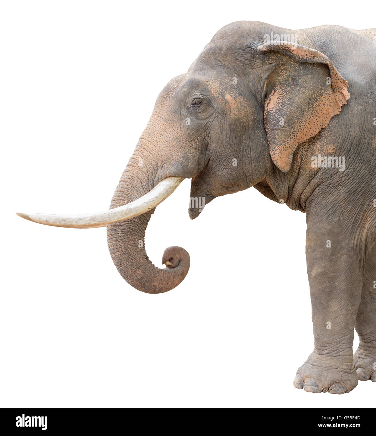 asia elephant isolated on white background with clipping path Stock ...