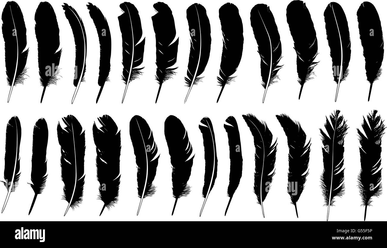 Set of different feathers isolated on white Stock Vector Image & Art ...