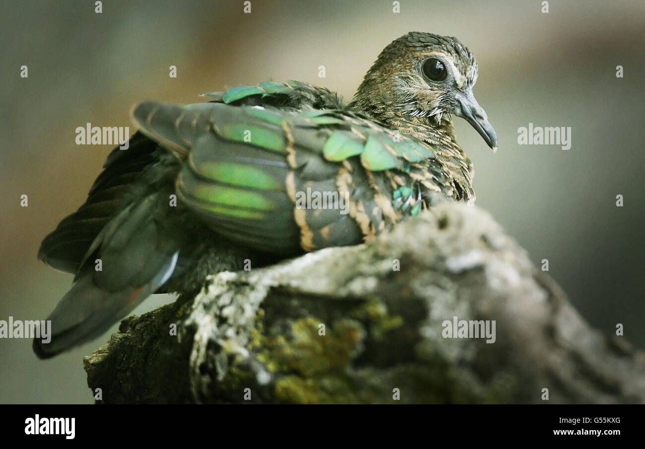 Birds at Edinburgh Zoo Stock Photo - Alamy