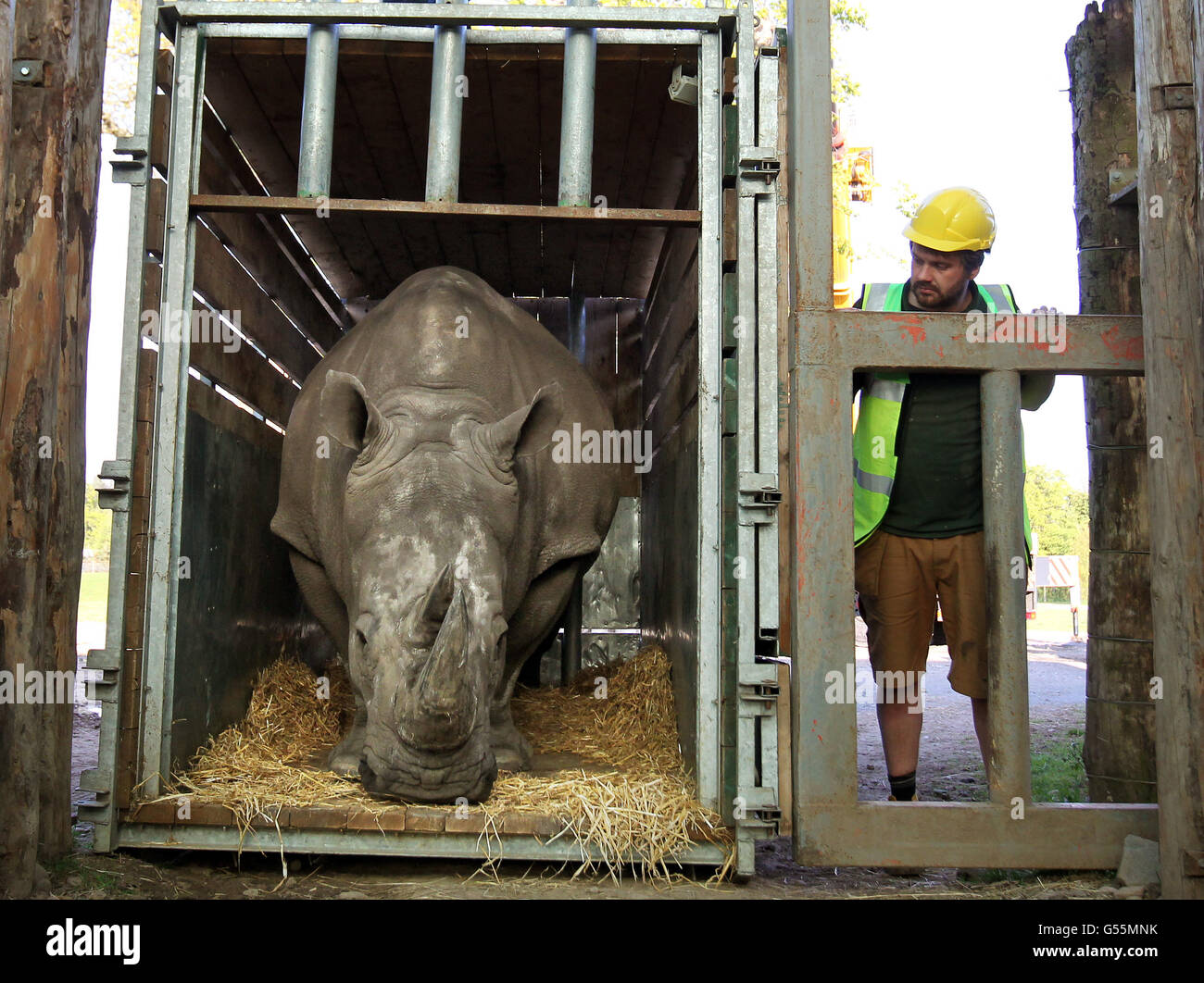 Chris Lucas head of large mammals at Blair Drummond Safari park watches Lucy the white rhino take her first steps as she arrives at Blair Drummond Safari Park near Stirling. Stock Photo