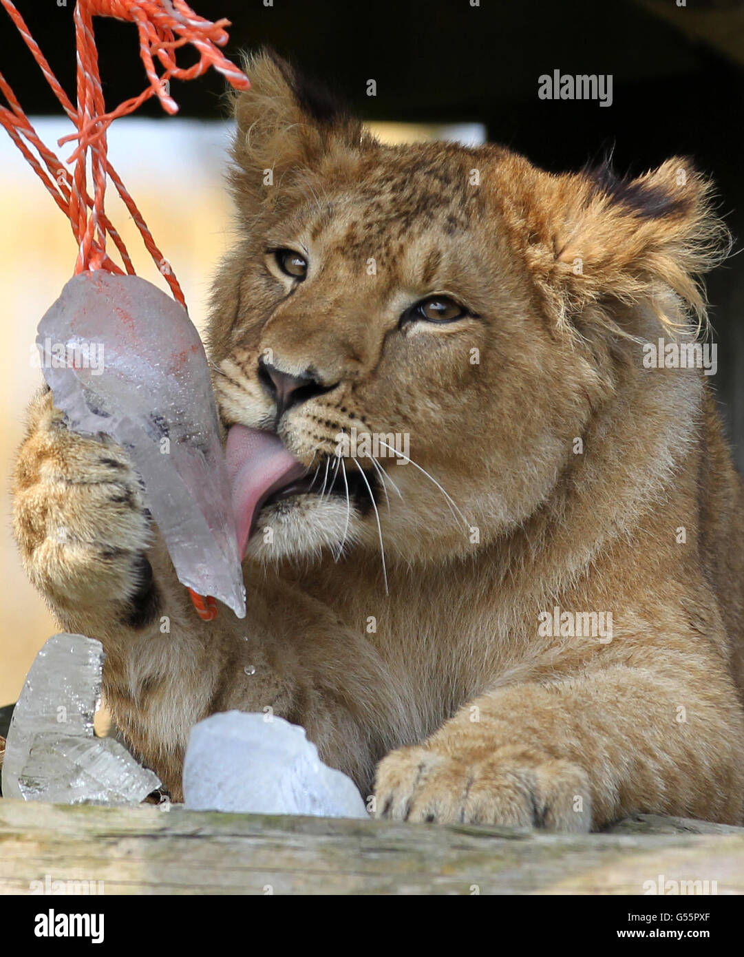 Libby the Lion cub licks a piece of ice from a broken ice ball which was placed in the lion enclosure by staff at Blair Drummond Safari Park to help them stay cool as the temperatures continue to rise. Stock Photo