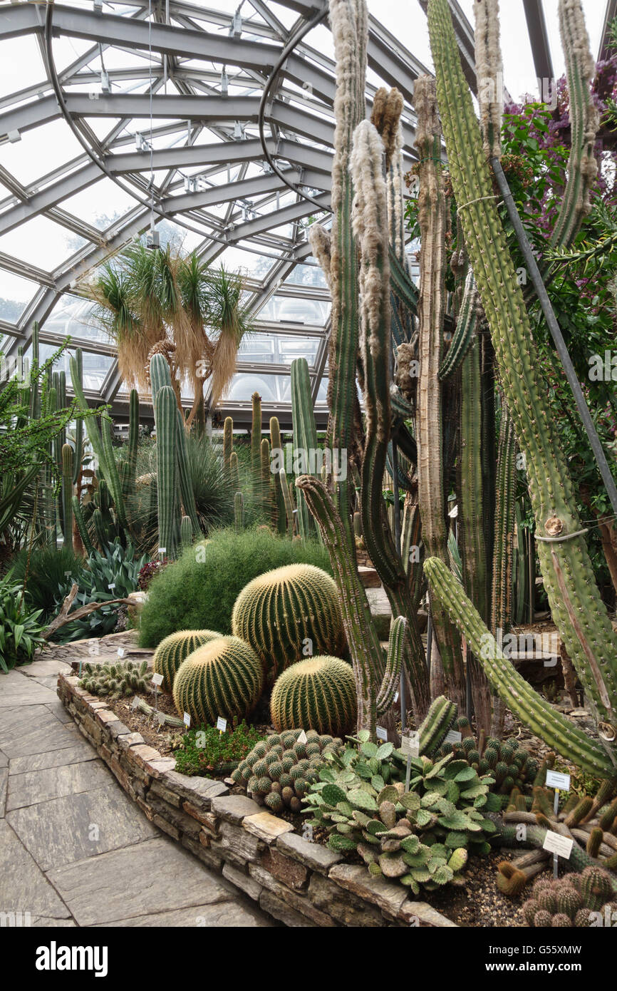 Berlin, Germany - the Berlin-Dahlem Botanical Garden. African Succulents (cacti) in the main tropical greenhouse Stock Photo